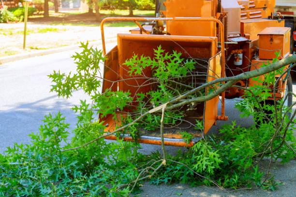 Best Lawn Irrigation Installation and Maintenance  in Jackson, CA